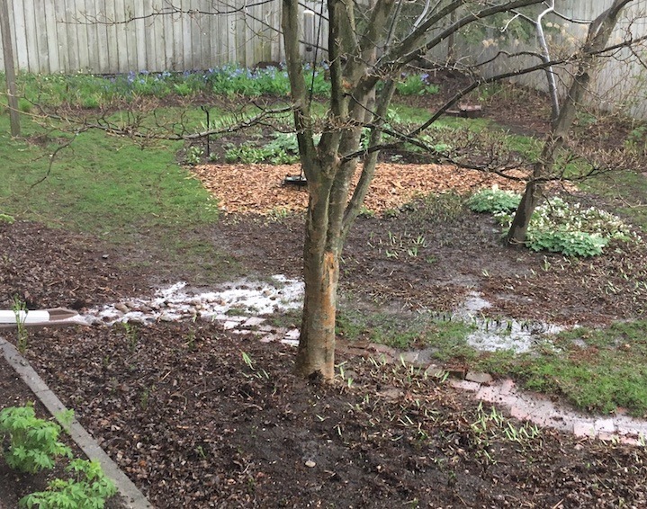 Photograph of runoff from new downspout into garden.
