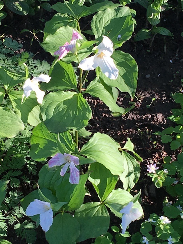 Photograph of several aging trillium.