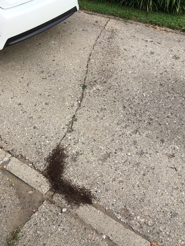 Black ants en masse, crossing concrete. The overall effect is of coarsely ground coffee dropped in a thick line about 2 inches wide that follows a seam to a crack in the concrete. A lighter smear further on is also comprised of ants, more widely spaced.