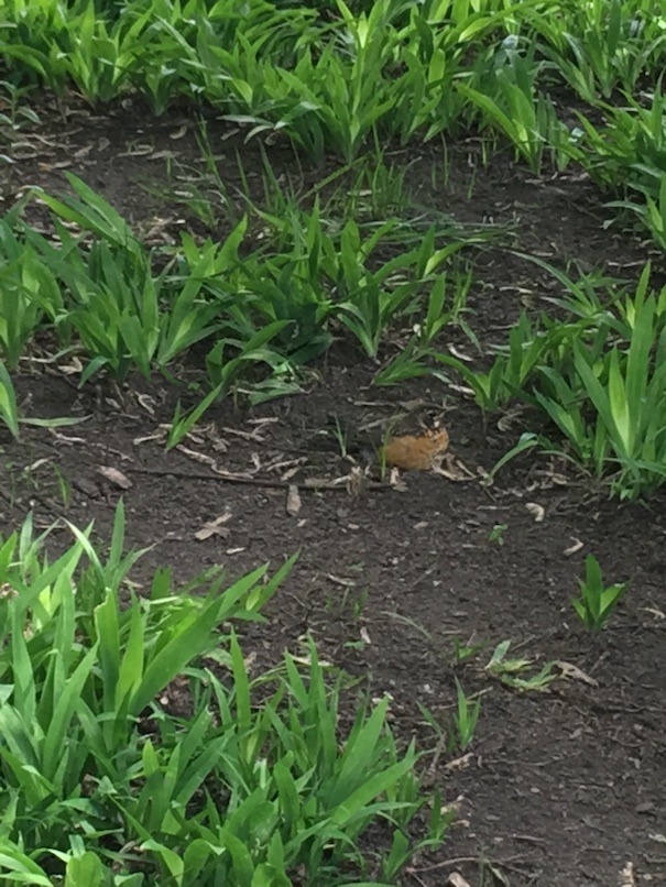 A baby robin sitting, relaxed, on bare ground. between swaths of crested irises.