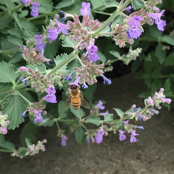 A honeybee with her head in a catmint blossom.