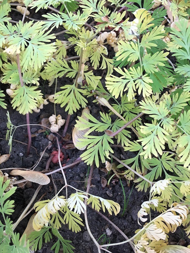 Closeup of the yellowing foliage and pink corms of Dutchman's breeches.