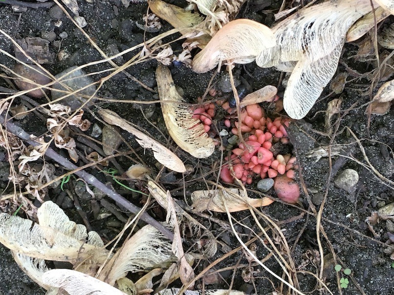 The corms and remaining leaf straw from dormant Dutchman's breeches, and accompanying silver maple seeds with their wings that show how small the corms are; it would probably take 15-20 corms side-by-side to make up the length of a silver maple seed with its wing still attached.