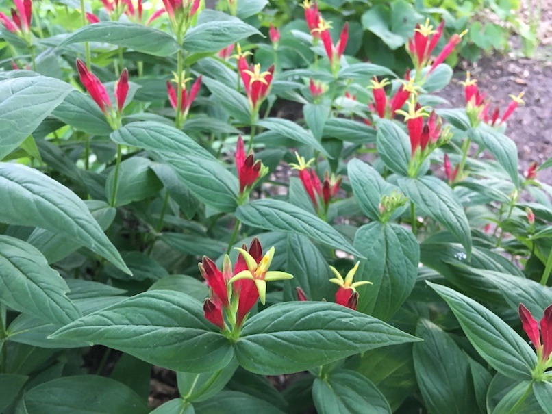 A stand of blooming Indian pinks, showing bright red flower buds and blooms. Several bud radiate from the terminus of a stem. Only the distal end breaks open, folding outward as little yellow stars tinged with chartreuse.