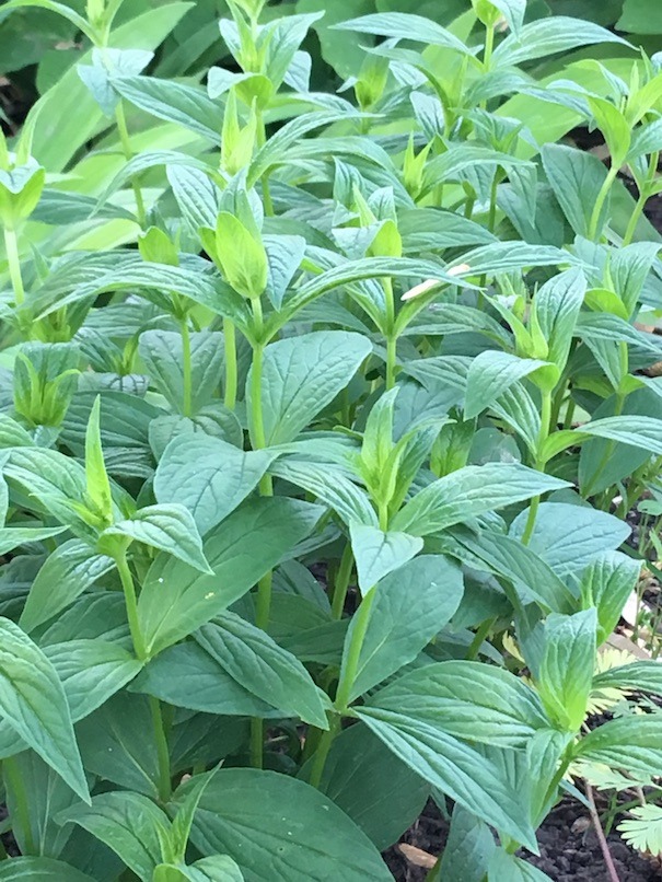 The vegetative growth of Indian pinks is a bright green that's just slightly blue. The leaves are opposite and attached directly to their main stem.