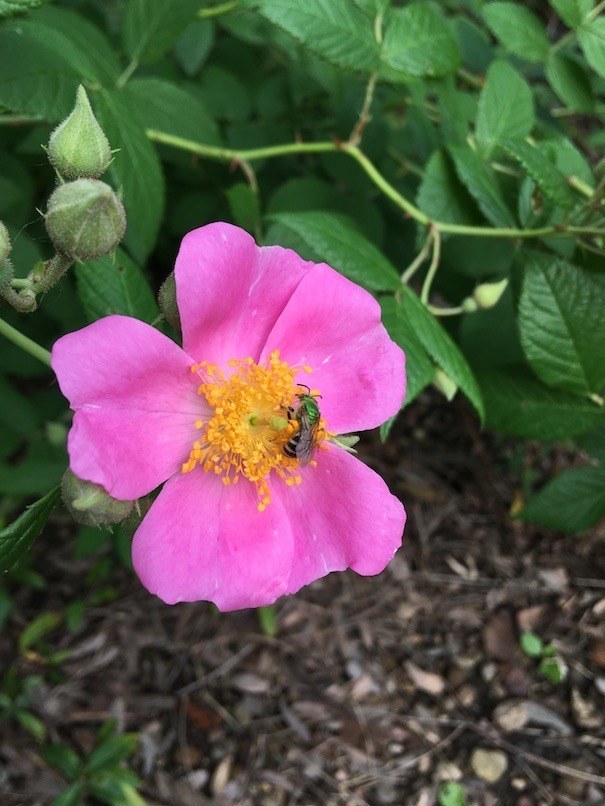 The bright pink wild rose has a large boss of deep yellow stamens surrounding a prominent pistal. A vespid with a metal green thorax and standard striped abdomen, somewhat smaller than a honeybee, is walking among the pistals.