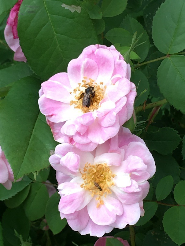 Two pale pink semidouble roses: the top has a bee, while the bottom one has a very petite fly.