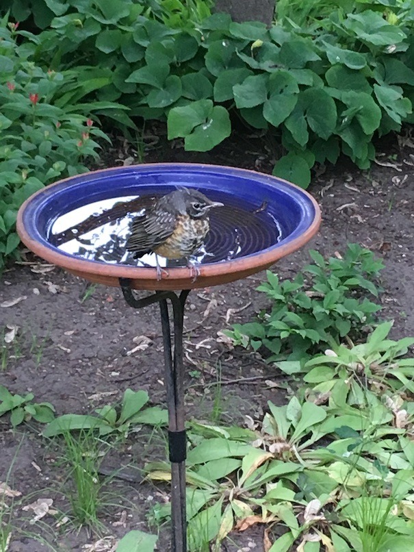 A recently fledged robin who still has a little baby fluff on his head is standing on the rim of a water dish watching me carefully.