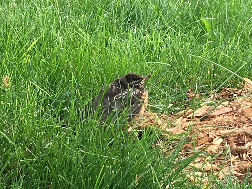 A baby robin trying to look inconspicuous sitting where the lawn meets the fresh wood chips around a tree.