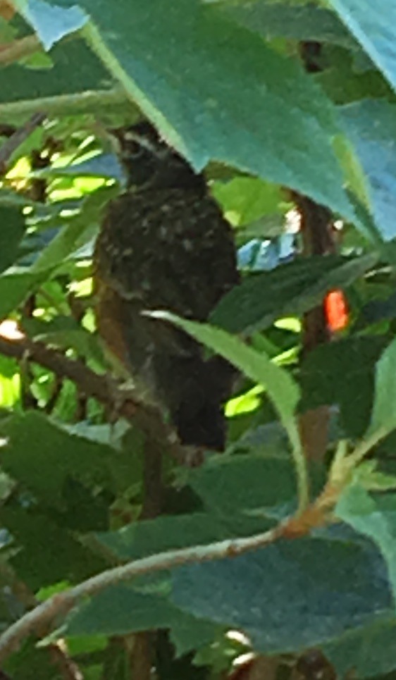 Photograph of a fledgling robin showing juvenal markings.