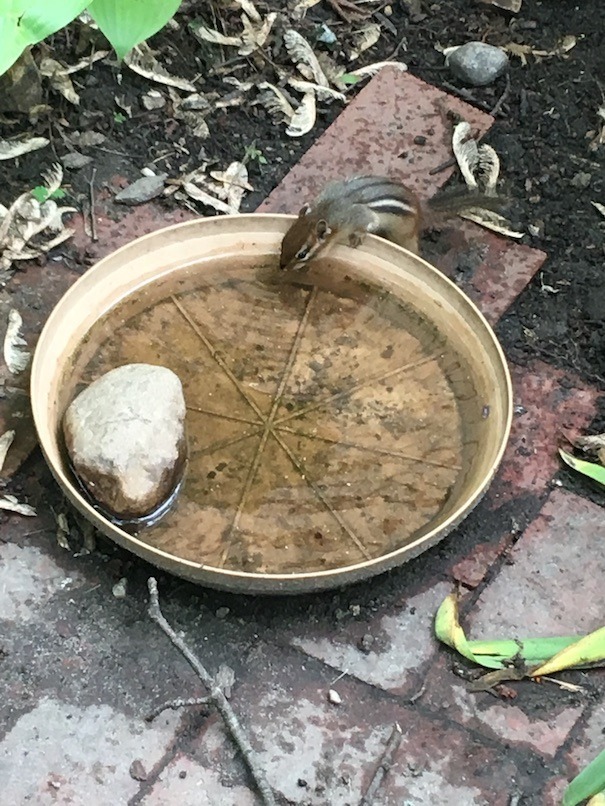 A chipmunk craning over the edge of a large plant saucer with a rock in it, lapping up water. He is within 3 or 4 feet of the photographer.