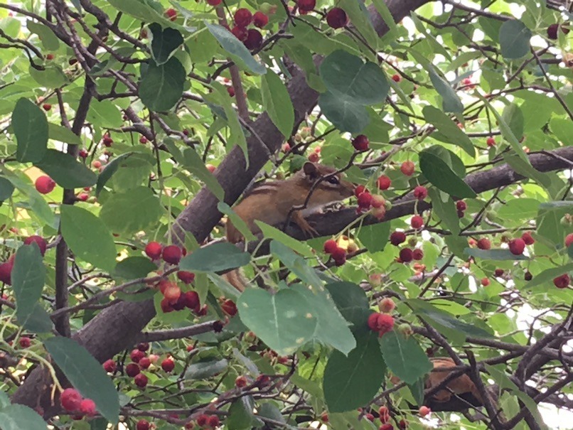 Two chipmunks sitting on adjacent branches in a serviceberry tree loaded with ripening fruit.