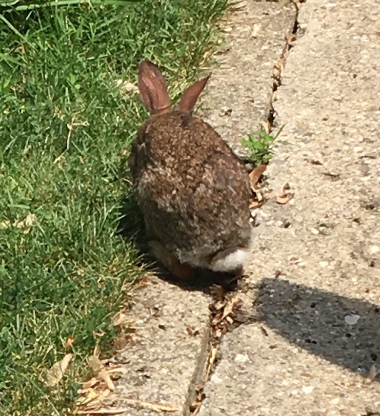 A young rabbit departing down the edge of the driveway.