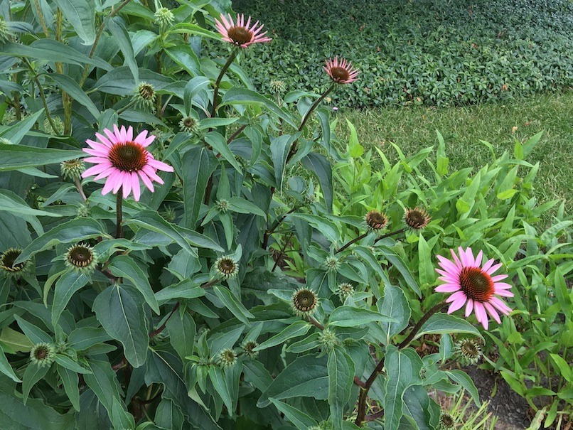 The echinacea has a distinctly blue cast next to the deadheaded foxglove penstemon, which are a bright green. The lawn behind the penstemon is beginning to look water stressed—the color is shifting towards a bluer green. Behind the lawn, a bed of myrtle is visible. Its foliage is approximately the same color as the Echinacea.
