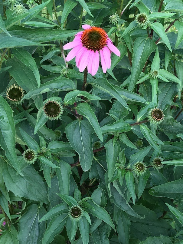 Echinacea flowers showing several stages of flower development, including a relatively tiny green bud that is not yet open, several with all-green interiors, and others with interiors shading from green to brown. As the petals lengthen out from the perimeter, they start at a greenish white that gradually turns to pink. The fully developed flowerhead has medium pink semi-pendulous petals, and a big spiny disc center that is mostly orange, but still brown in the center. Four tiny bright yellow male flowers are visible near the front edge of the disc.
