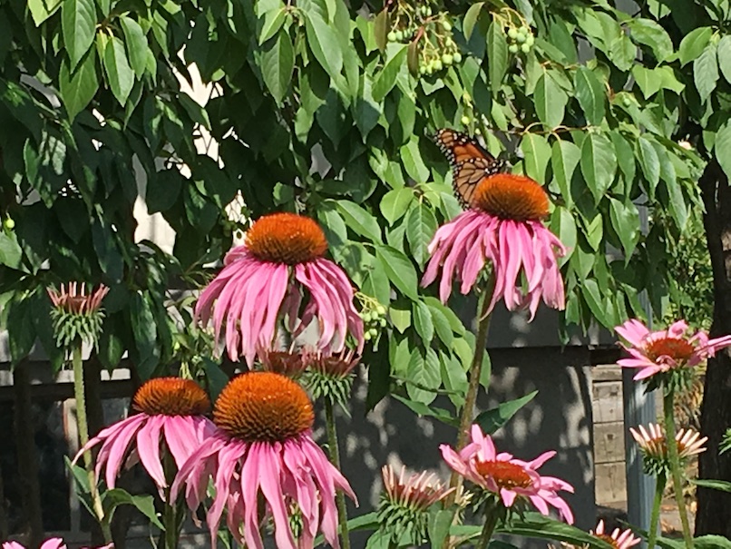 Several Echinacea blooms in various stages from just unfurling to getting a little worn out, with a monarch showing off the underside of its wing.