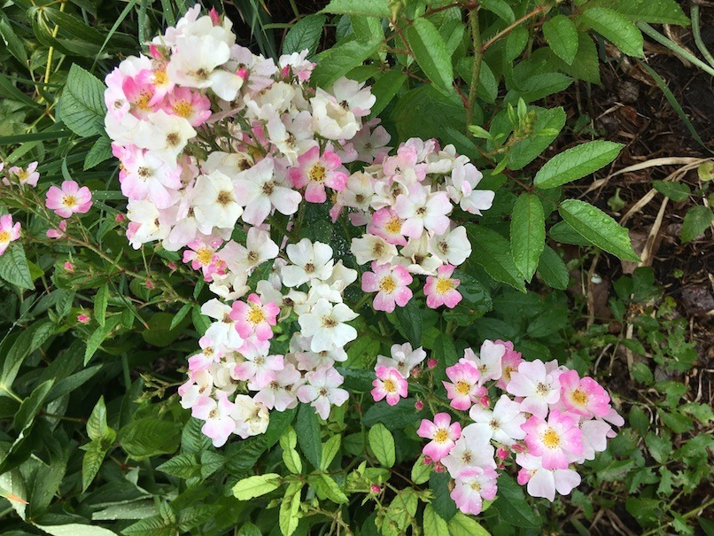 This is a rather variable single-flowered rose. Mine has petals that go from a deep rose pink to white at the center. As they age, they fade to white.
