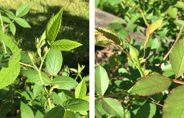 Side-by-side photographs, taken about 3 weeks apart. The Morden's Blush bud was significantly larger in mid-May than the prairie rose buds photographed 3 weeks later.
