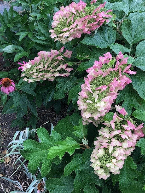 Four oakleaf hydrangea flowerheads, with a short hybrid Ehinacea and variegated iris foliage peeking out from under the edge.