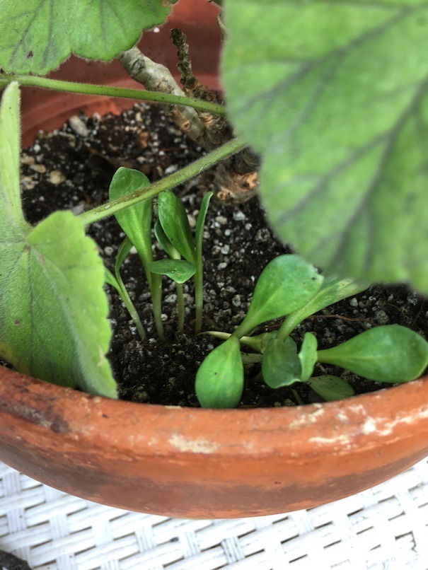 About six safflower seedlings peek out from under a geranium leaf.