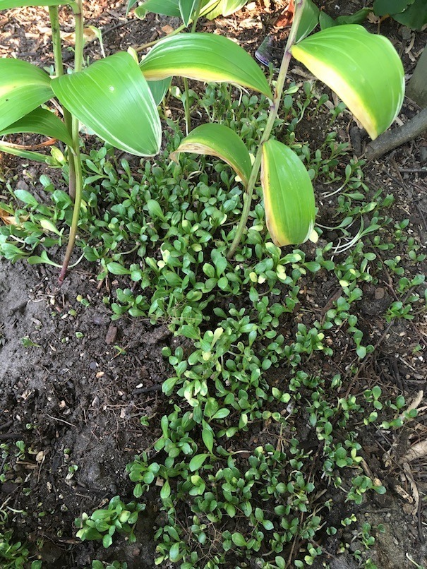 A carpet of safflower seedlings underlays my June-planted variegated Solomon’s seal.