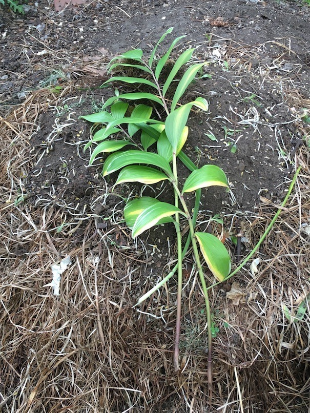 The compost pile with its new additions, which are topped off with the Solomon’s seal leaves.