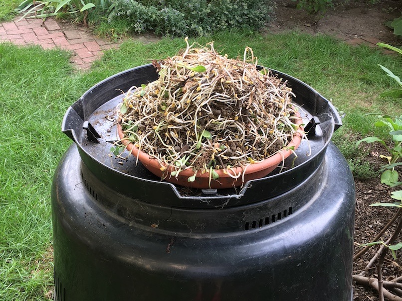 A heaped pile of safflower seedlings in a very large plant saucer, that is at least two-thirds the width of the upside-down compost bin lid it is resting on. The lid is resting on the bin, which is about 33 inches high by 33 inches wide at its base.