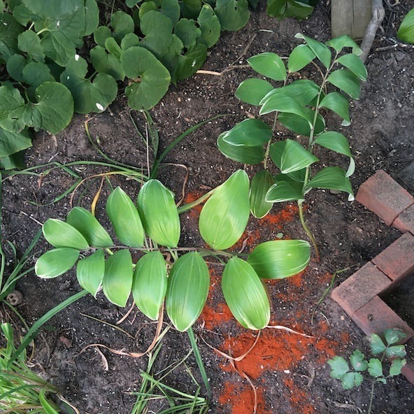 A top view of the three visible replanted Solomon’s seal, showing the extent of the cayenne pepper dusting.