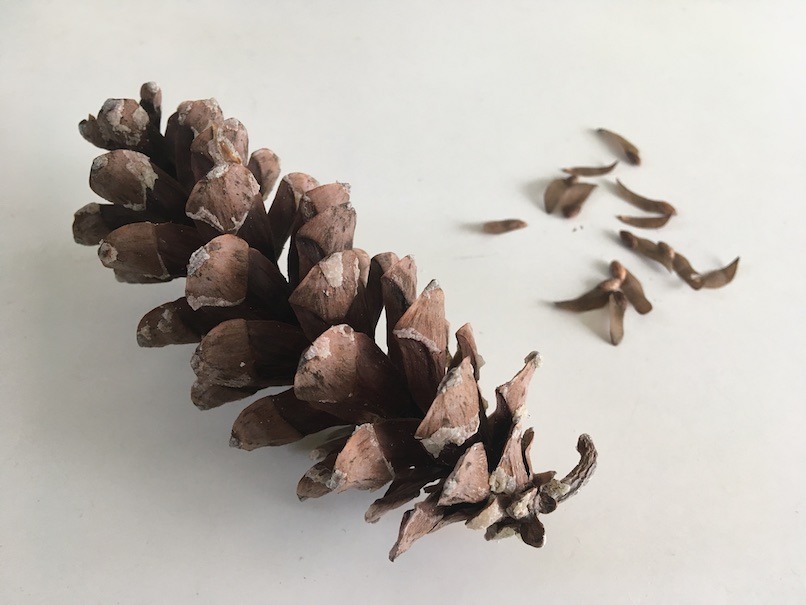 Several winged seeds are next to the cone.