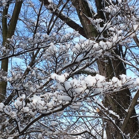 Photograph of dormant kousa dogwood with clumps of slush nested in the flower buds.