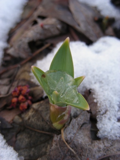 Photograph of leaf break in a hybrid tulip.