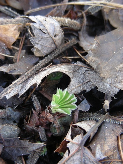 Photograph of lady's mantle at leaf break, with characterist unfolding-fan appearance