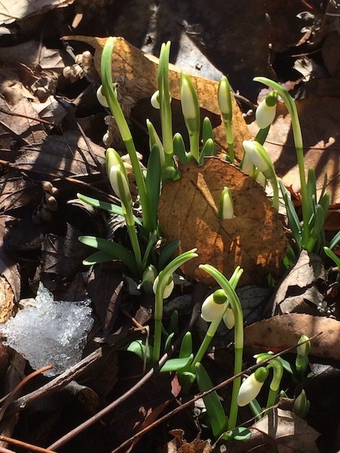 Phoograph of a clump of snowdrops getting ready to bloom.