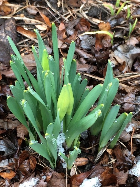 A clump of daffodils with flower buds and slush.